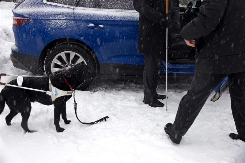 Två personer framför en blå bil, den ena har vit käpp. Framför dem står en labrador i ledarhundssele, det snöar.