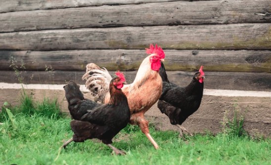 En gulbrun tupp och två svarta hönor på vandring